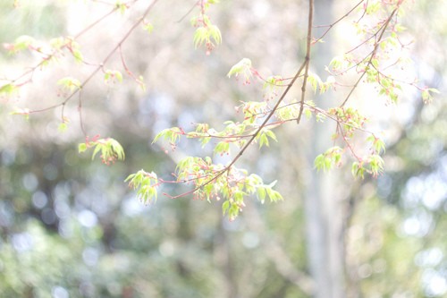 德国议员：朔尔茨可能在2月23日前与普京会谈